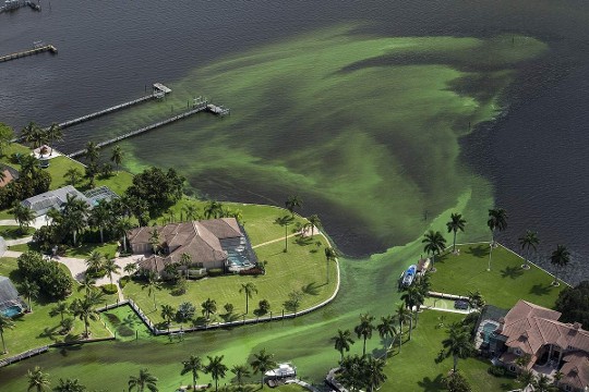 Blue-green algae enveloping an area along the St. Lucie River in Stuart, on the east coast of Florida. Associated Press