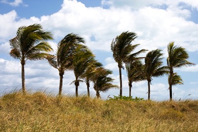 Palm trees blowing